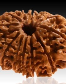 13 Mukhi Nepal Rudraksh - Terah Mukhi