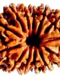 12 Mukhi Nepal Rudraksh - Baarah Mukhi