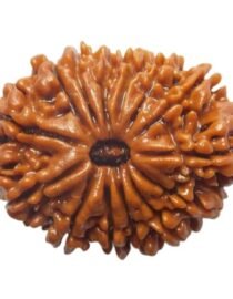 14 Mukhi Nepal Rudraksh - Chaudah Mukhi Certified