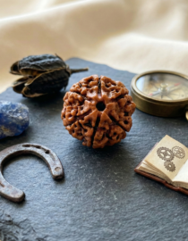 7 Mukhi Indian Rudraksh - Saat Mukhi