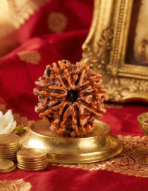 9 Mukhi Indian Rudraksh - Nau Mukhi