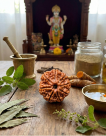 8 Mukhi Indian Rudraksh - Aath Mukhi