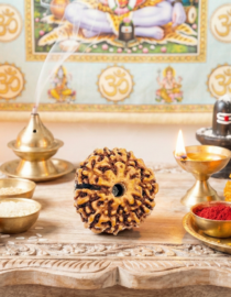 10 Mukhi Nepal Rudraksh - Das Mukhi Certified