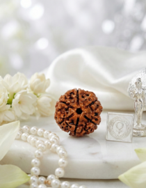 6 Mukhi Indian Rudraksh - Chey Mukhi