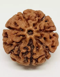 7 Mukhi Indonesian Rudraksh - Saat Mukhi