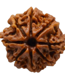 8 Mukhi Indonesian Rudraksh - Aath Mukhi