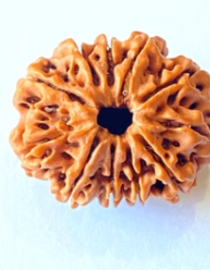 11 Mukhi Nepal Rudraksh - Gyarah Mukhi