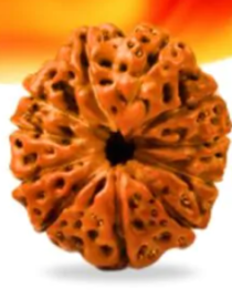 11 Mukhi Indonesian Rudraksh - Gyarah Mukhi