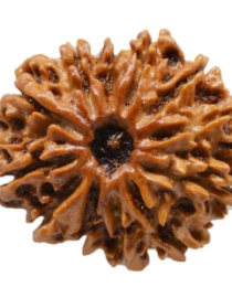 12 Mukhi Indonesian Rudraksh - Baarah Mukhi