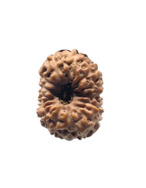 13 Mukhi Indonesian Rudraksh - Terah Mukhi