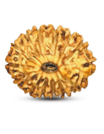 14 Mukhi Indonesian Rudraksh - Chaudah Mukhi